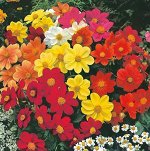 Георгина Мигнон Смесь 50см, однол 0,2гр