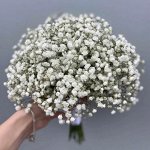 Гипсофила метельчатая Снежные Хлопья белая до 1м, мног 0,1гр