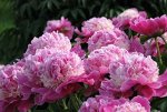 Пионы сортовые в ассортименте (делянка)