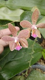 90,P.Liu’s Midnight Dancer x Sedirea Japonica ‘SL’