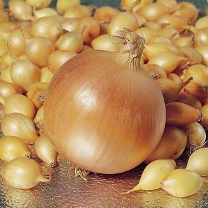 Лук севок Геркулес