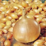 Лук севок Радар 14/21 (Голландия)