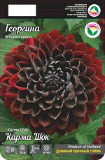 Георгина Карма Шок 1шт (Сиб сад)