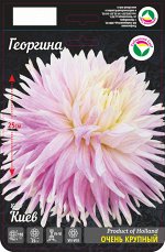Георгина Киев 1шт (Сиб сад)