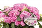 Гортензия Рембрандт Дольче Чик (Крупнолистовая) 1шт (Поиск)