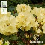 Рододендрон Голдкрон 1шт (Поиск)