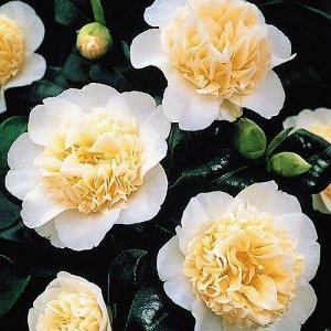 Камелия Брашфилд с Йеллоу (Комнатное растение) 1шт (Поиск)