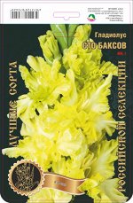 Гладиолус Сто Баксов 404,Фотин 2 р-р 7шт (Ф)