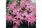 Астильба Фламинго 1шт (Поиск)