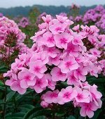 Флокс Пинг Понг 1шт