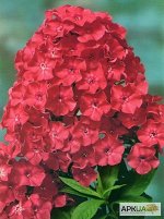 Флокс Тенор 1шт (Поиск)
