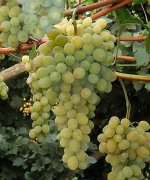 Виноград Белое Чудо (коробка) 1шт (Поиск)