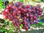 Виноград Граф Монте-Кристо (коробка) 1шт (Поиск)