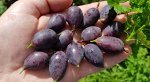 Крыжовник Грушенька (коробка) 1шт (Поиск)