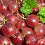 Крыжовник Спайнфри (коробка) 1шт