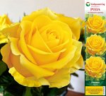 Роза Наоми (Чайно-гибридная) 1шт (Сиб сад)