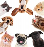 Товары для домашних любимцев🐶 аксессуары, лакомства, корма