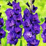 ГЛАДИОЛУС БЛУ (МОМБАССА)