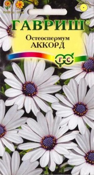 Остеоспермум Аккорд (Код: 11007)
