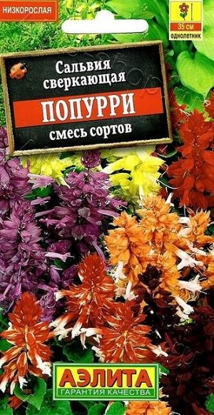 Сальвия Попурри (смесь) (Код: 6901)