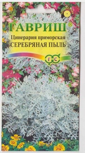 Цинерария Серебряная пыль (Код: 70968)