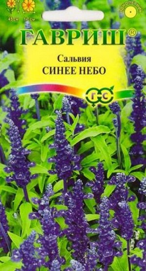 Сальвия Синее Небо мучнистая (Код: 13456)