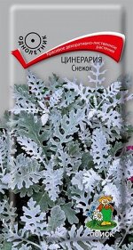 Цинерария Снежок (Код: 73842)