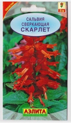 Сальвия Скарлет (Код: 16234)