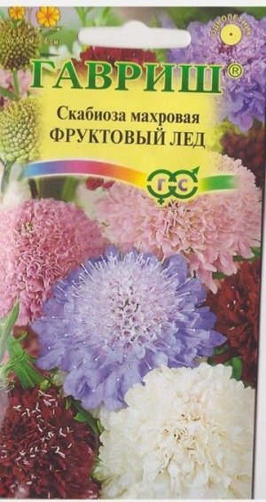 Скабиоза Фруктовый лед (Код: 7101)