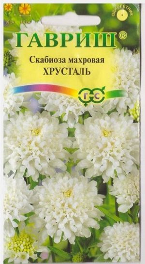 Скабиоза Хрусталь (Код: 15307)