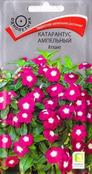 Катарантус Атлант (Код: 86244)