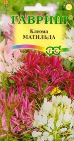 Клеома Матильда (Код: 13131)