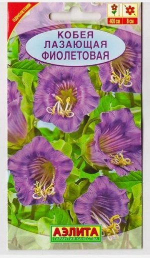 Кобея Фиолетовая (Код: 6421)