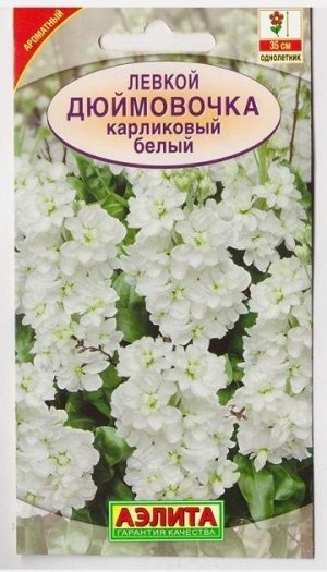 Левкой Дюймовочка белый (Код: 73348)