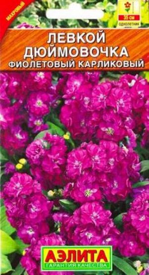 Левкой Дюймовочка фиолетовый (Код: 83302)