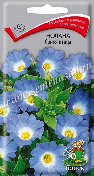 Нолана Синяя птица (Код: 66917)