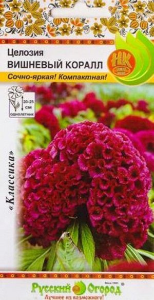 Целозия Вишневый коралл (Код: 84503)