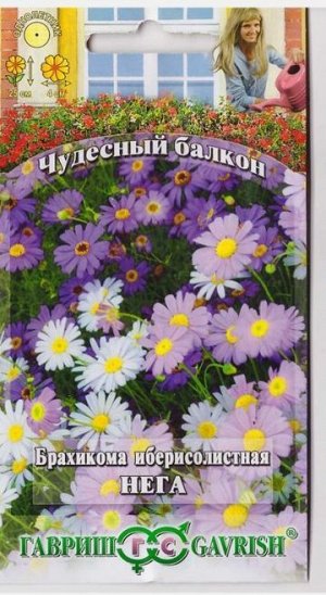 Брахикома Иберисолистная Нега (Код: 15610)