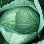Капуста бк Зимовка позднеспелая, для хранения 0,5гр Евро