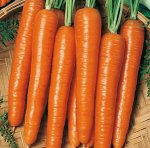 Морковь Бессердцевинная (Лонге Роте) среднеспелая 2гр