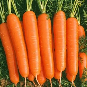 Морковь Деликатесная среднеспелая, для хранения 2гр