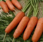 Морковь Карини среднепоздняя (Голландия)