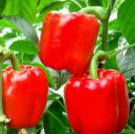 Перец Сладкий Калифорнийское Чудо красный, среднеранний,0,3гр