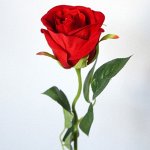 Роза бархатная, бутоном