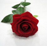 Роза одиночная, бархатная