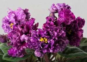 Фиалка Сорт 2019 г. Крупные густомахровые сливовые цветы с фэнтези. Аккуратная розетка, крепкие цветоносы.