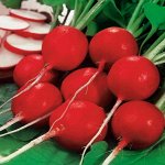 Редис Дуро Краснодарское среднеспелый, круглый, красный 2гр