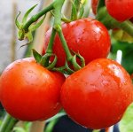 Томат Сибирский Скороспелый низкор, красный, до 110гр 0,2гр