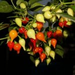 Острый перец Chulpetinho