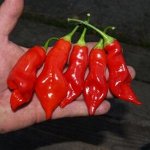 Острый перец Sugar rush red